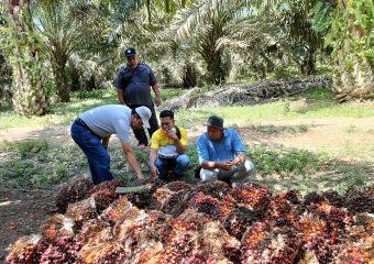 konsultan sawit