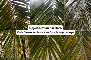 Gejala Defisiensi Hara